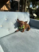 Male #1, a male Chihuahua for sale in Saint Cloud, FL – Photo 8 of 9