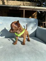 Male #1, a male Chihuahua for sale in Saint Cloud, FL – Photo 3 of 9