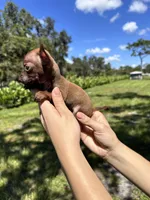 Male #1, a male Chihuahua for sale in Saint Cloud, FL – Photo 7 of 9
