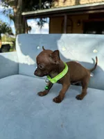 Male #1, a male Chihuahua for sale in Saint Cloud, FL – Photo 9 of 9