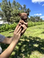 Male #1, a male Chihuahua for sale in Saint Cloud, FL – Photo 5 of 9