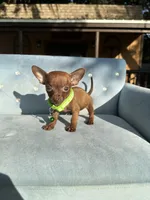 Male #1, a male Chihuahua for sale in Saint Cloud, FL – Photo 1 of 9