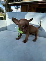 Male #1, a male Chihuahua for sale in Saint Cloud, FL – Photo 4 of 9