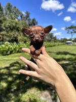 Male #1, a male Chihuahua for sale in Saint Cloud, FL – Photo 6 of 9