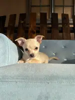 Female #2, a female Chihuahua for sale in Saint Cloud, FL – Photo 3 of 5