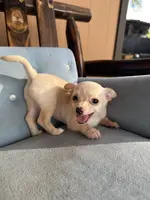 Female #2, a female Chihuahua for sale in Saint Cloud, FL – Photo 5 of 5