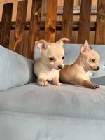 Female #2, a female Chihuahua for sale in Saint Cloud, FL – Photo 1 of 5