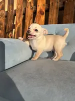 Female #2, a female Chihuahua for sale in Saint Cloud, FL – Photo 2 of 5