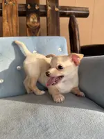 Female #2, a female Chihuahua for sale in Saint Cloud, FL – Photo 4 of 5