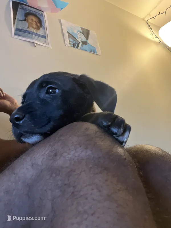 Chloe – American Pit Bull Terrier, Cane Corso puppy for sale in Cleveland, OH