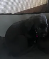 Chloe, a female American Pit Bull Terrier and Cane Corso for sale in Cleveland, OH – 2 of 3