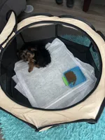 Chase , a male Yorkshire Terrier for sale in Elgin, SC – 2 of 4
