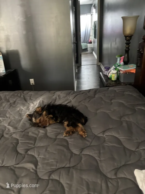 Chase  – Yorkshire Terrier puppy for sale in Elgin, SC