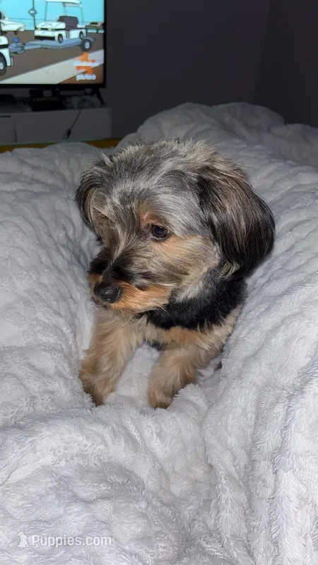 Jax  – Yorkshire Terrier puppy for sale in Minneapolis, MN