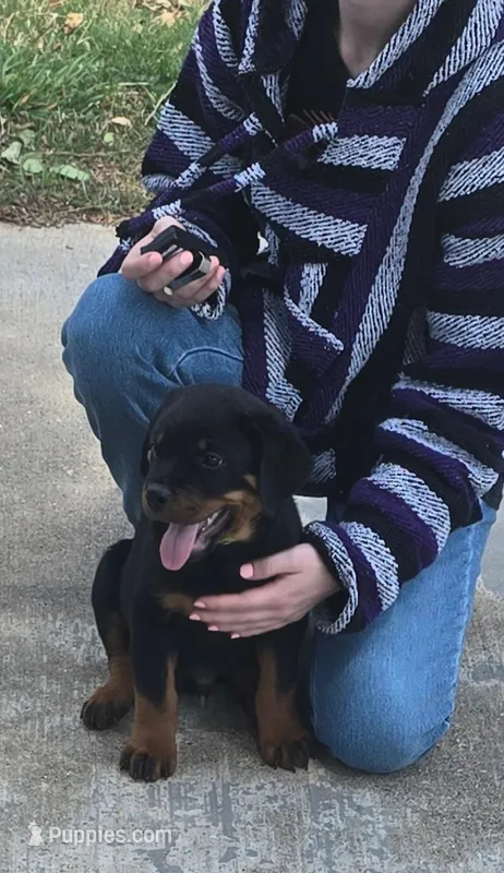 Gray – Rottweiler puppy for sale in Waxahachie, TX