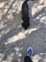 Gray, a male Rottweiler for sale in Waxahachie, TX – Photo 2 of 6