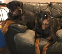 Gray, a male Rottweiler for sale in Waxahachie, TX – Photo 6 of 6