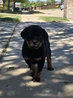 Gray, a male Rottweiler for sale in Waxahachie, TX – Photo 4 of 6