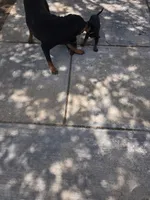 Yellow, a male Rottweiler for sale in Waxahachie, TX – Photo 8 of 9