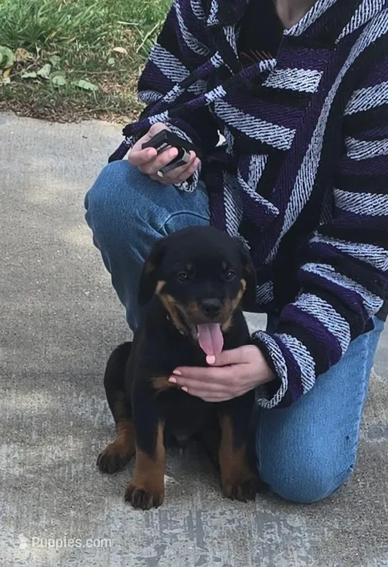 Yellow – Rottweiler puppy for sale in Waxahachie, TX