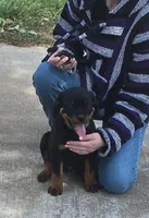 Yellow, a male Rottweiler for sale in Waxahachie, TX – Photo 1 of 9