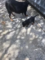 Yellow, a male Rottweiler for sale in Waxahachie, TX – Photo 7 of 9