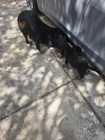 Yellow, a male Rottweiler for sale in Waxahachie, TX – Photo 5 of 9