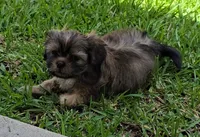 Daisy, a female Shih Tzu for sale in Houston, TX – 1 of 3
