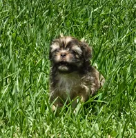 Daisy, a female Shih Tzu for sale in Houston, TX – 3 of 3