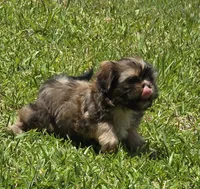 Daisy, a female Shih Tzu for sale in Houston, TX – 2 of 3