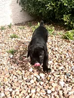 Monarch, a male Cane Corso for sale in Albuquerque, NM – Photo 5 of 6