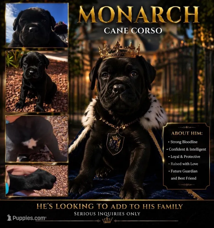 Monarch – Cane Corso puppy for sale in Albuquerque, NM