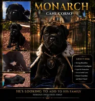 Monarch, a male Cane Corso for sale in Albuquerque, NM – Photo 1 of 6