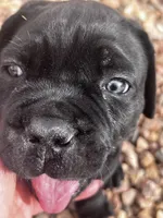 Monarch, a male Cane Corso for sale in Albuquerque, NM – Photo 2 of 6