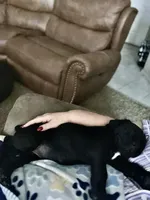 Monarch, a male Cane Corso for sale in Albuquerque, NM – Photo 4 of 6