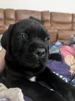 Monarch, a male Cane Corso for sale in Albuquerque, NM – Photo 3 of 6