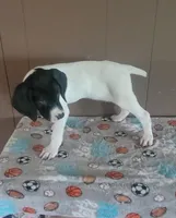Bo, a male German Shorthaired Pointer for sale in Dublin, TX – 3 of 3