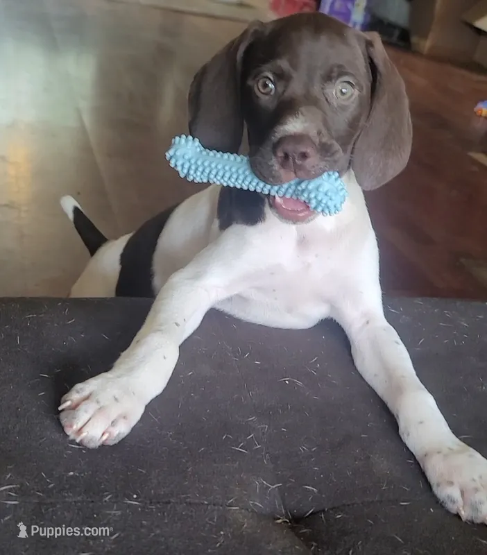 Winnie – German Shorthaired Pointer puppy for sale in Dublin, TX