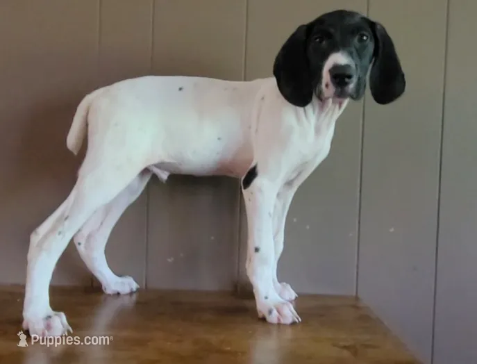 Bo – German Shorthaired Pointer puppy for sale in Dublin, TX