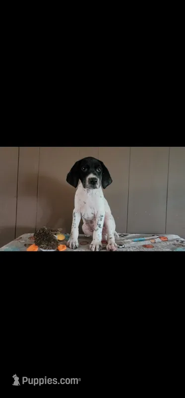 Domino – German Shorthaired Pointer puppy for sale in Dublin, TX