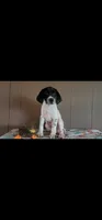 Domino, a male German Shorthaired Pointer for sale in Dublin, TX – 2 of 3
