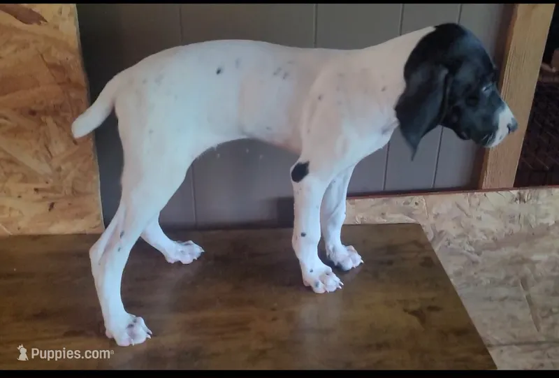 Bo – German Shorthaired Pointer puppy for sale in Dublin, TX