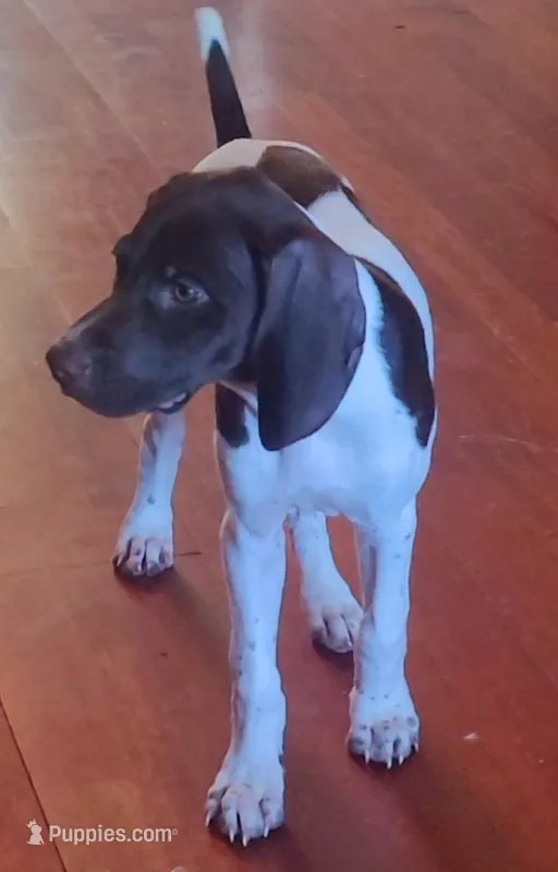Winnie – German Shorthaired Pointer puppy for sale in Dublin, TX