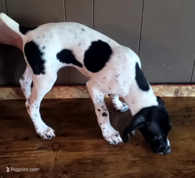 Goose – German Shorthaired Pointer puppy for sale in Dublin, TX