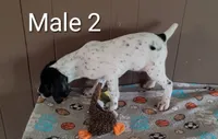 Domino, a male German Shorthaired Pointer for sale in Dublin, TX – 1 of 3