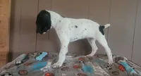 Goose, a male German Shorthaired Pointer for sale in Dublin, TX – 2 of 2