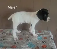 Bo, a male German Shorthaired Pointer for sale in Dublin, TX – 1 of 3