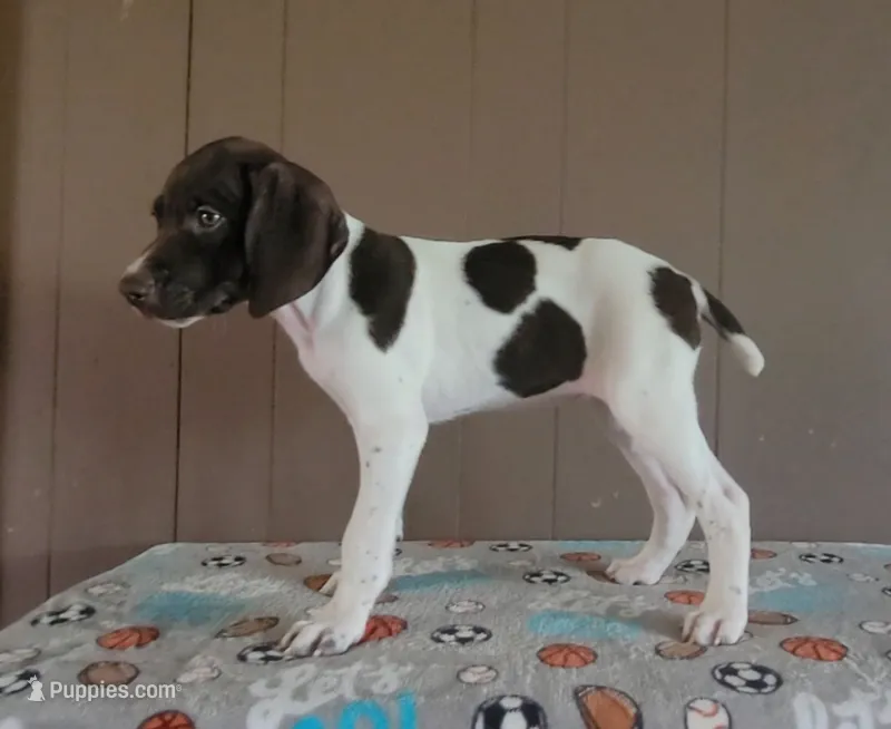Winnie – German Shorthaired Pointer puppy for sale in Dublin, TX