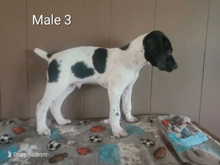 Goose – German Shorthaired Pointer puppy for sale in Dublin, TX