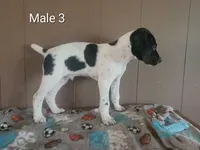 Goose, a male German Shorthaired Pointer for sale in Dublin, TX – 1 of 2